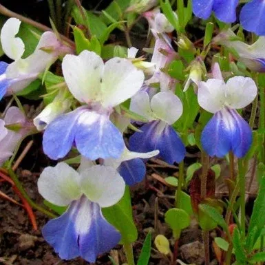 Collinsia grandiflora (Large Flowered Blue-Eyed Mary) Seed Packet WW