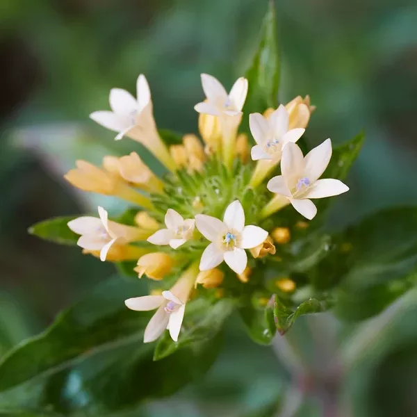 Collomia grandiflora (Large-Flowered Collomia) Seed Packet WW