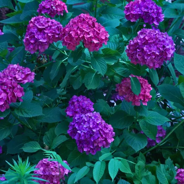 Color Fantasy Hydrangea