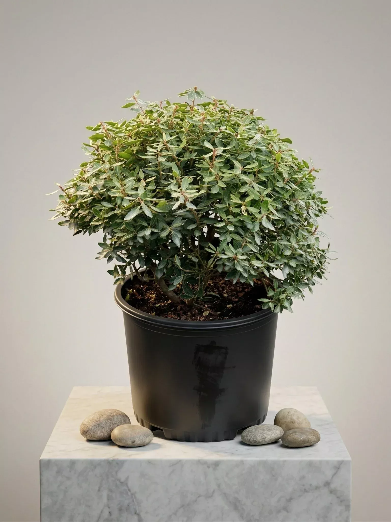 Compacta Inkberry Holly