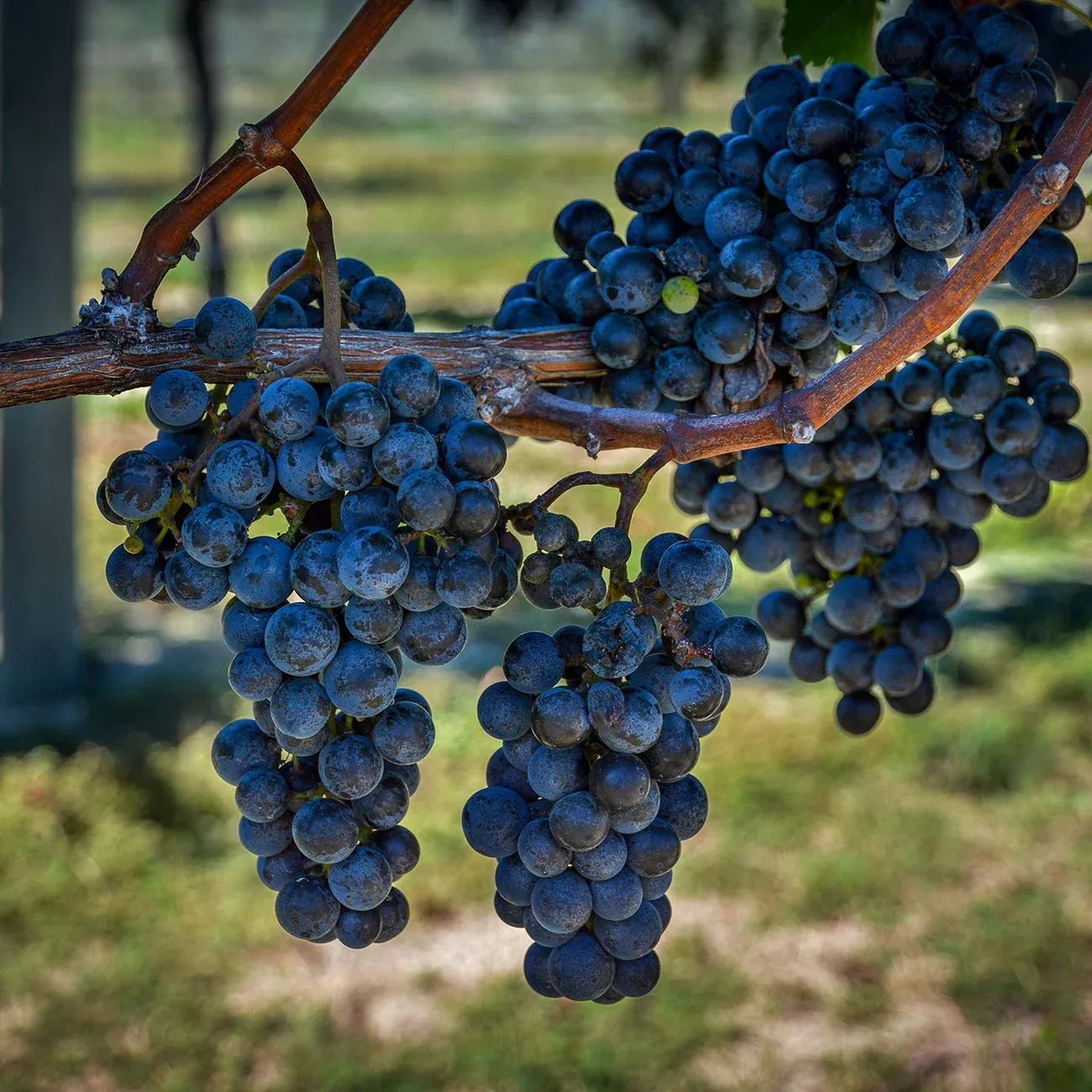 Concord Grape Vine