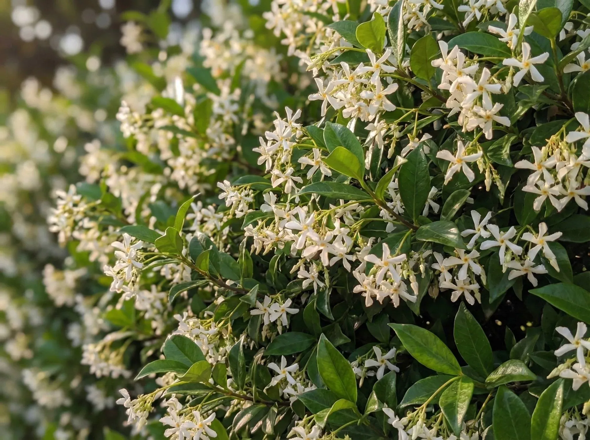 Confederate Jasmine