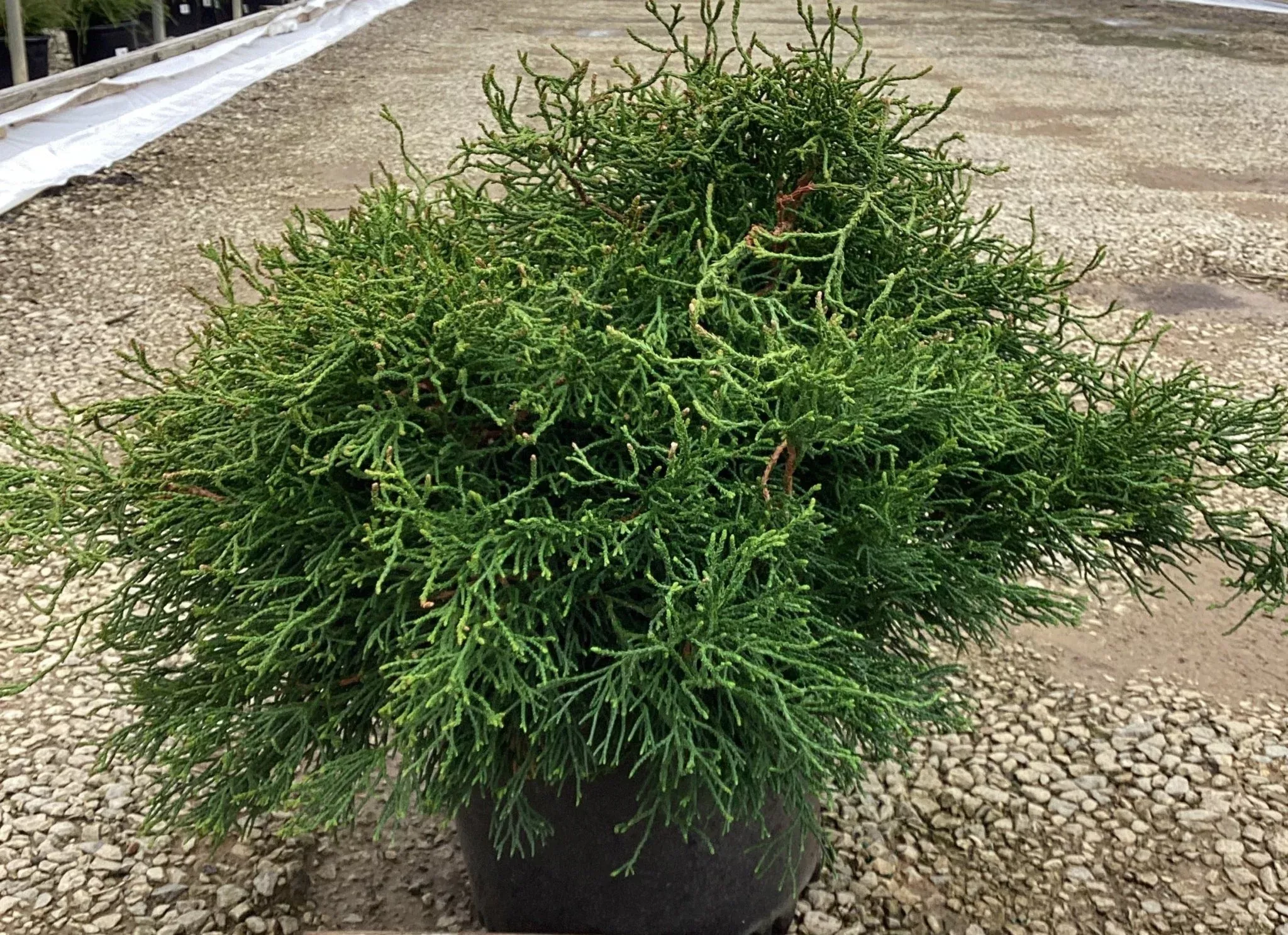 Contorted Hinoki False Cypress