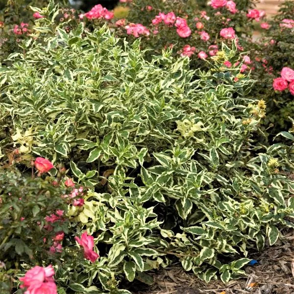 Cool Splash Dwarf Bush Honeysuckle