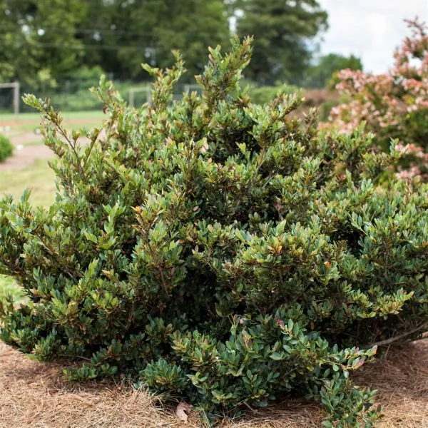 Coppertone™ Distylium