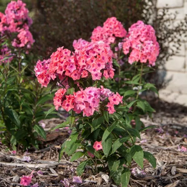 Coral Creme Drop™ Tall Garden Phlox