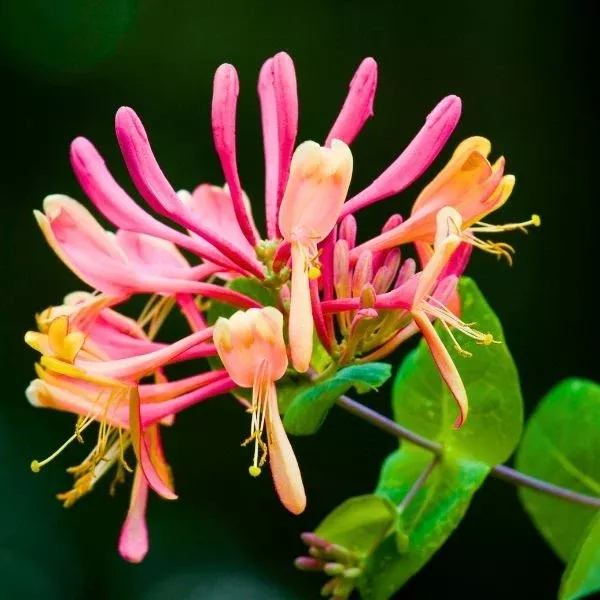 Coral Star Honeysuckle