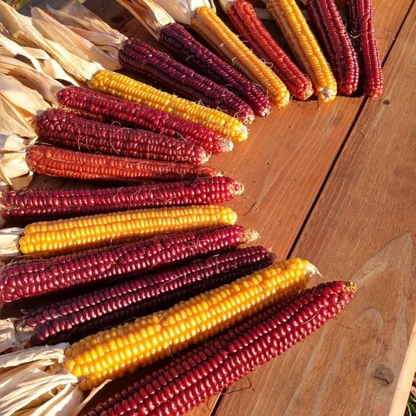 Corn, Flint 'Cascade Ruby-Gold' (Zea mays) - Seed AS