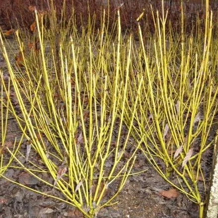 Cornus sericea 'Flaviramea' (Osier Dogwood 'Flaviramea White Gold')