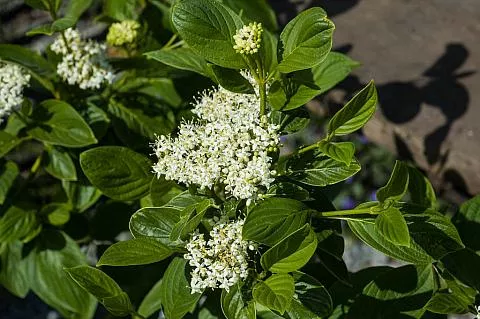 Cornus sericea ssp. occidentalis (Western Dogwood)