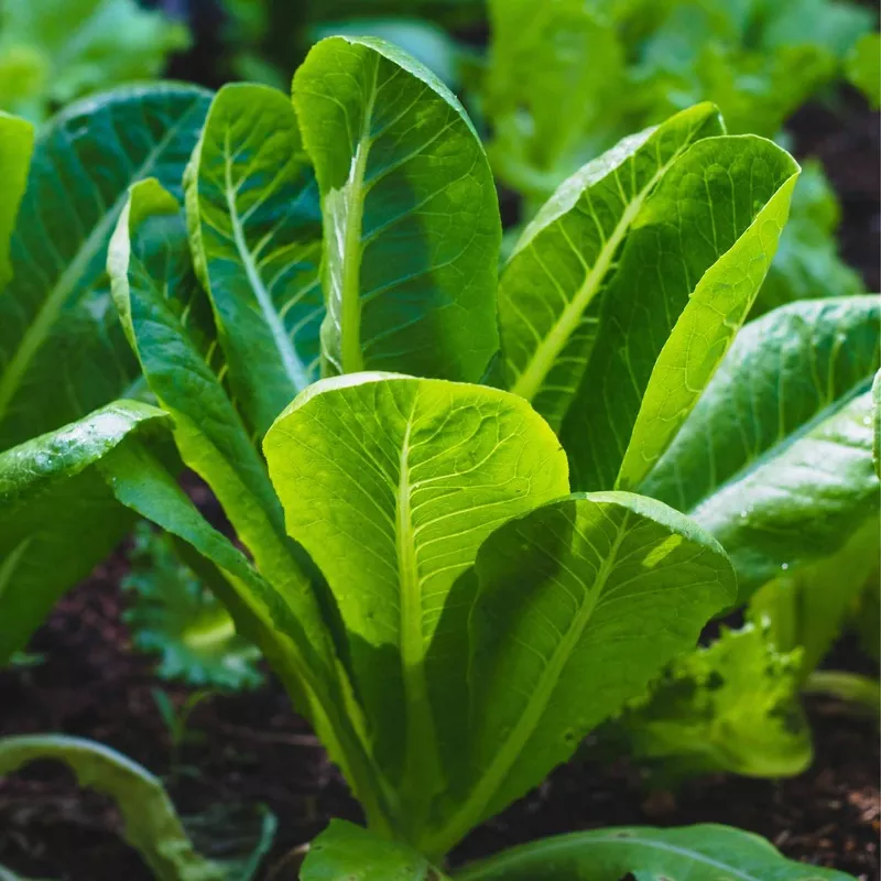 ‘Cos Cucuracha’ Lettuce Plants