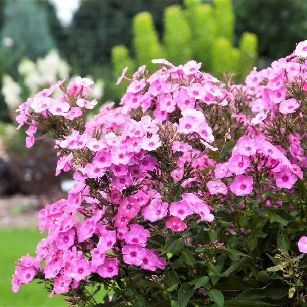 Cotton Candy™ Phlox