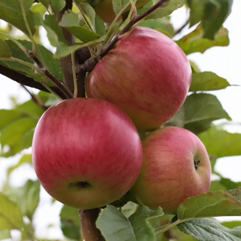 ‘Cox’s Orange Pippin’ Apple Tree