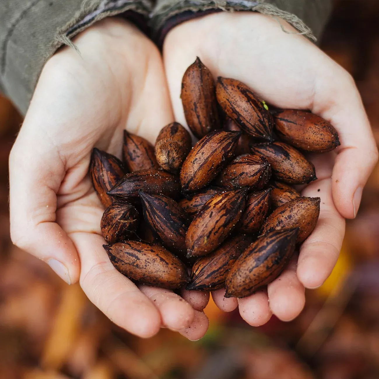 Creek Pecan Tree | Type 1 Pollinator