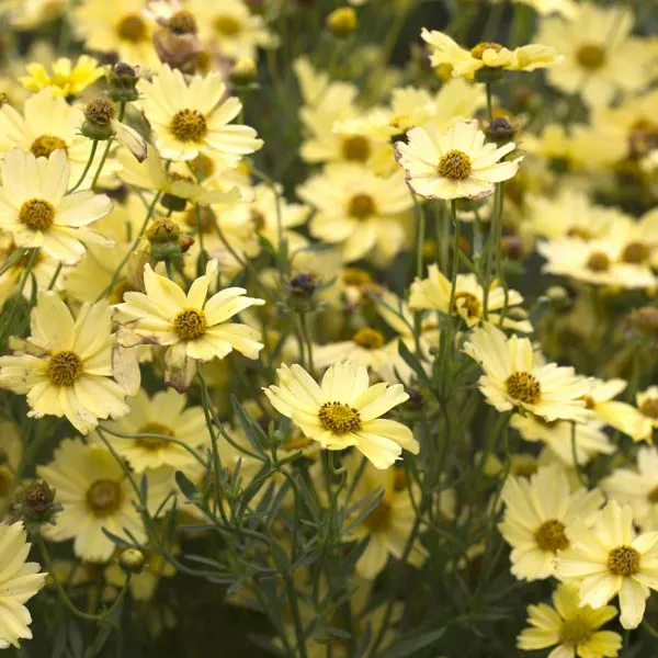 Creme Brulee Coreopsis