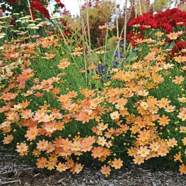 Creme Caramel™ Coreopsis