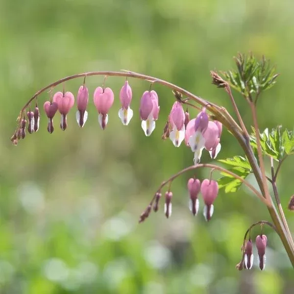 Cupid Bleeding Heart