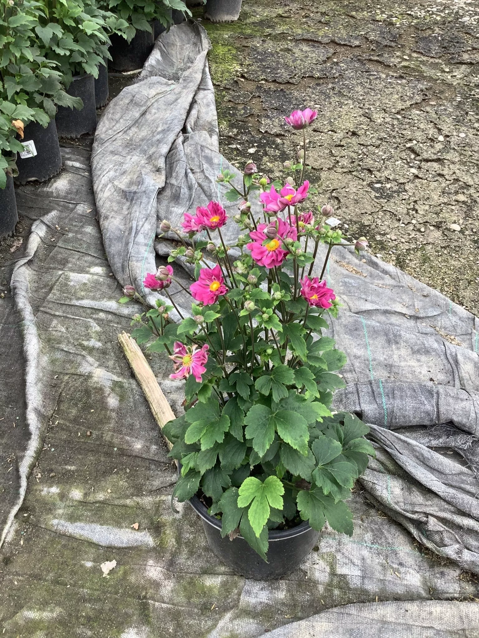 Curtain Call Deep Rose Japanese Anemone