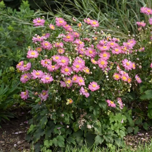 Curtain Call Pink Japanese Anemone