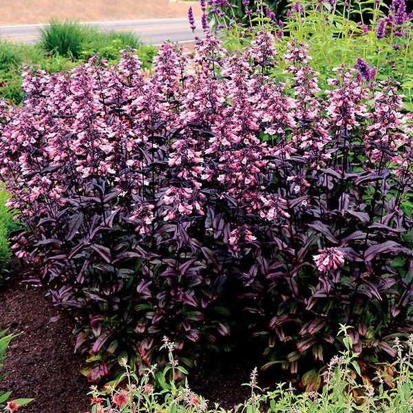 DAKOTA™ Burgundy Penstemon