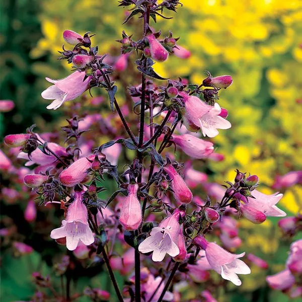 DAKOTA™ Verde Penstemon