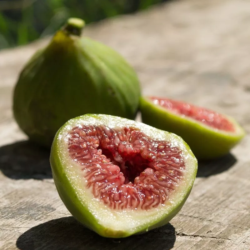‘Dalmatie’ Fig Tree|Plant in a 3L Pot