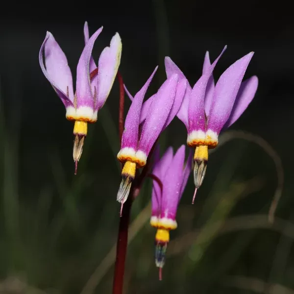 Dark-Throated Shooting Star (Dodecatheon pulchellum) Seed Packet WW