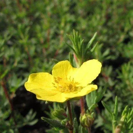 Dasiphora [Potentilla] fruticosa (Shrubby Cinquefoil)