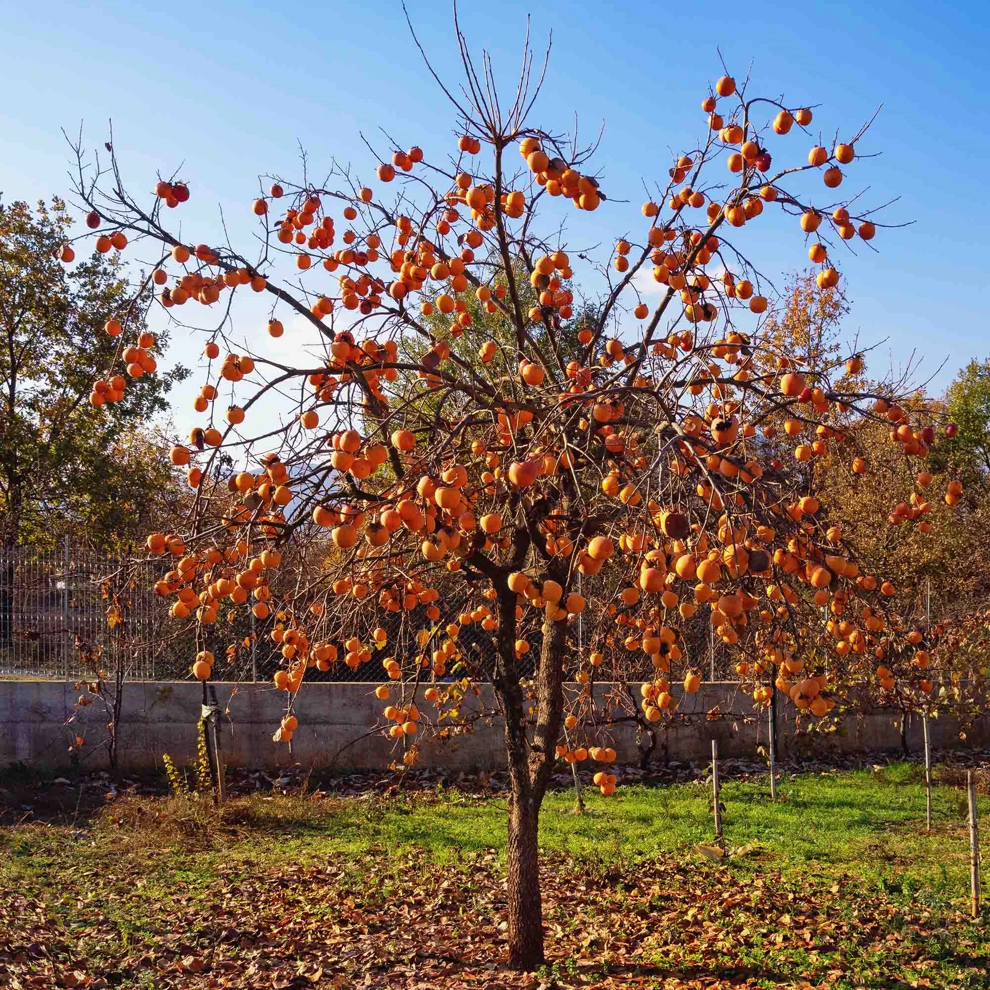 Deer Candy Persimmon Tree