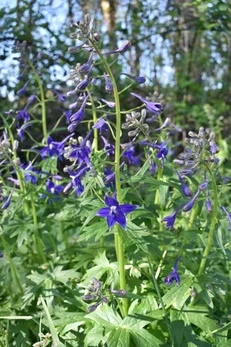 Delphinium trolliifolium (Giant Larkspur)