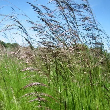 Deschampsia cespitosa (Tufted Hairgrass) Seed Packet WW