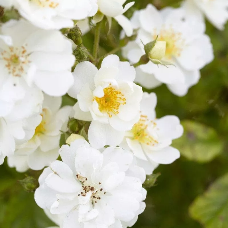 ‘Diamond’ Patio Shrub Rose|Plant in a 4.5L Pot|3 Plants in 4.5L Pots