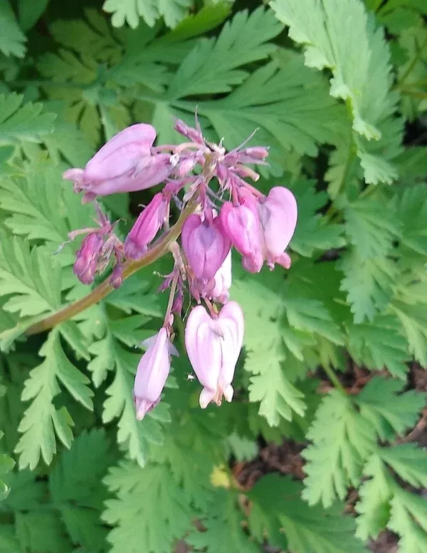 Dicentra formosa (Western Bleeding Heart) Seed Packet EO