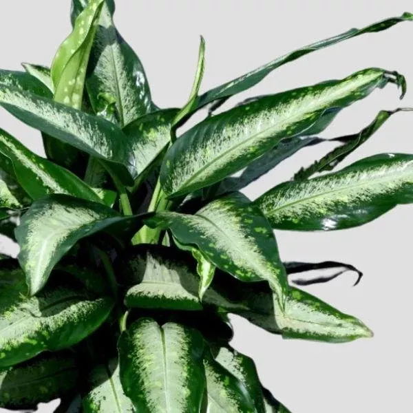 Dieffenbachia ‘Panther’ - 6” plant