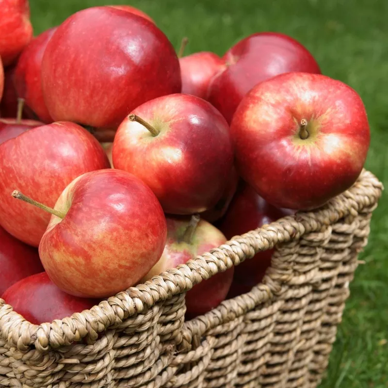 ‘Discovery’ Apple Tree|Patio Tree in a 4.5L Pot|2 Year Old Tree in a 9L Pot|Half-Standard Air-PotGrownTree – 6/8cm Girth Trunk|2 Year Old Semi-Dwarfing Bare Root Tree|2 Year Old Dwarfing Bare Root Tree|Half-Standard Bare Root Tree – 6/8cm Girth Trunk