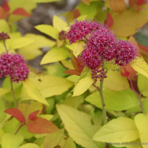 Double Play Candy Corn Spirea