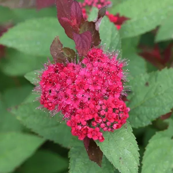 Double Play Doozie Spirea
