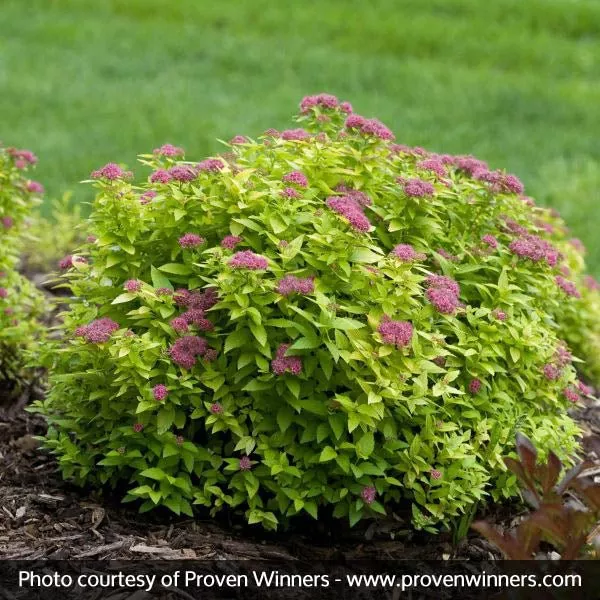 Double Play Gold Spirea