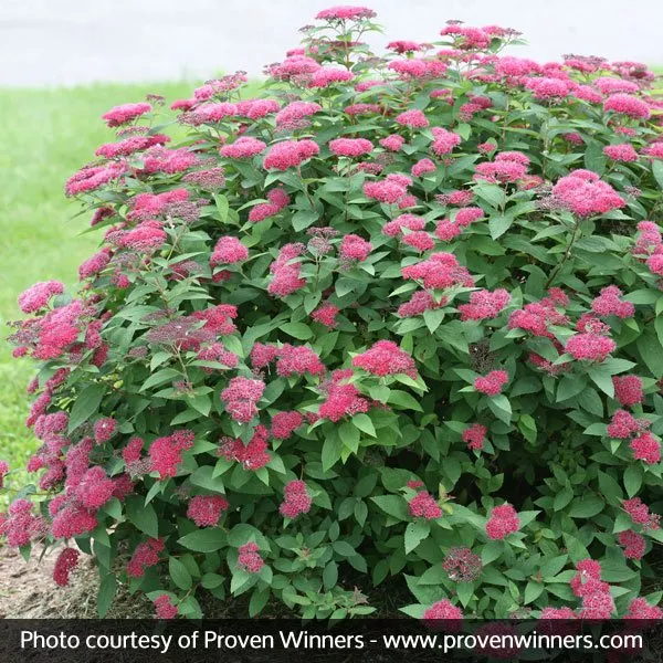 Double Play Red Spirea