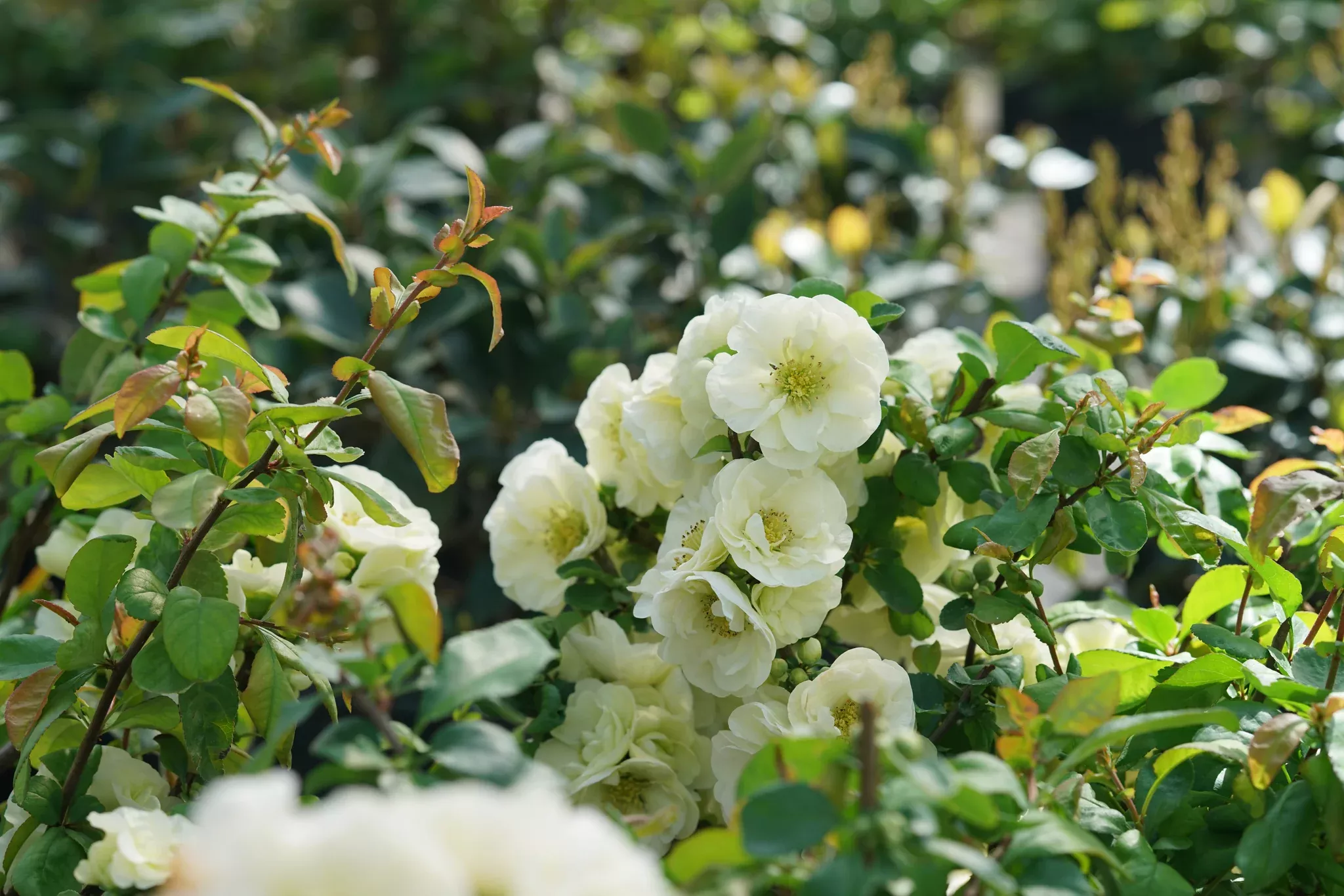 Double Take Eternal White Flowering Quince