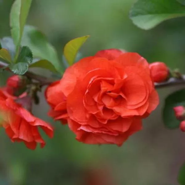 Double Take Orange Quince