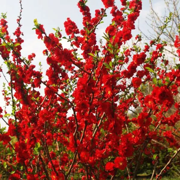 Double Take™ Scarlet Quince