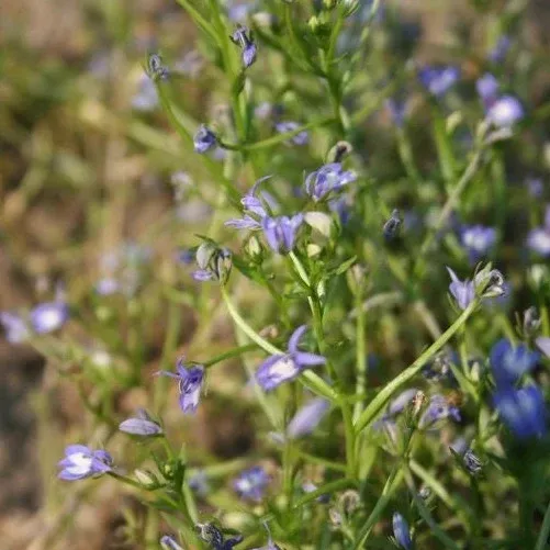 Downingia elegans (Elegant Calicoflower) Seed Packet WW