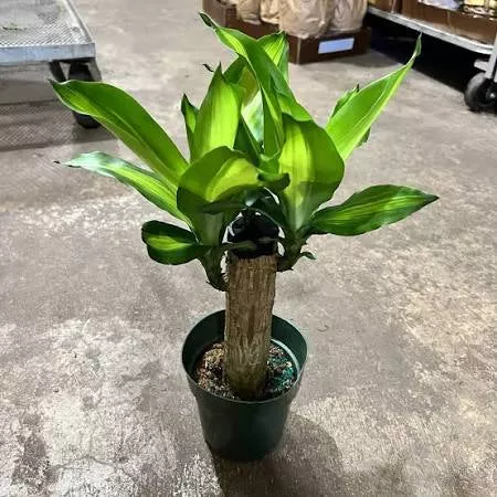 Dracaena mass cane - 6” plant