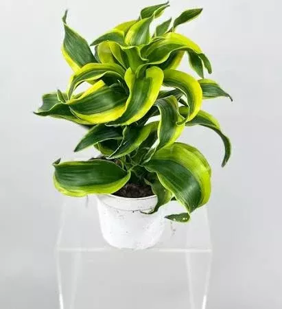 Dracaena ‘Tornado’ - 4” plant w/planter