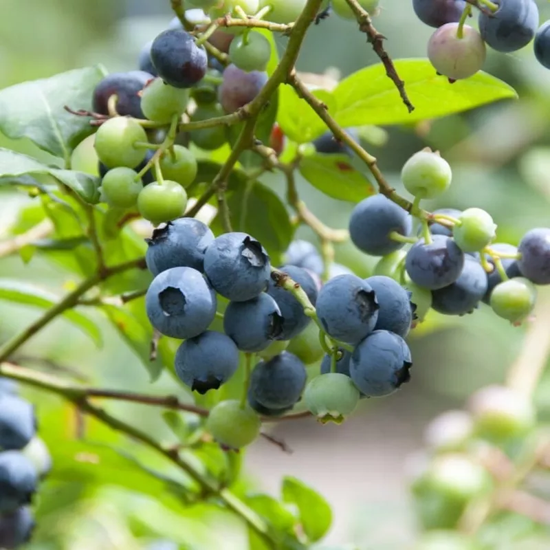 ‘Duke’ Blueberry Bush|Plant in a 2L Pot|Plant in a 9cm Pot|3 Plants in 2L Pots|3 Plants in 9cm Pots|Premium Plant in a 5L Pot