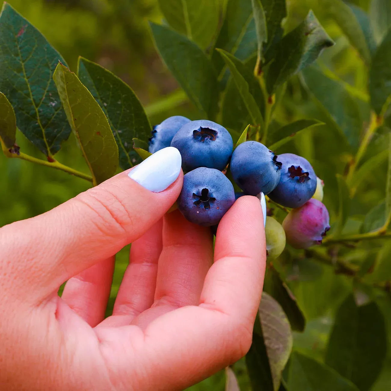 Duke Blueberry Bush