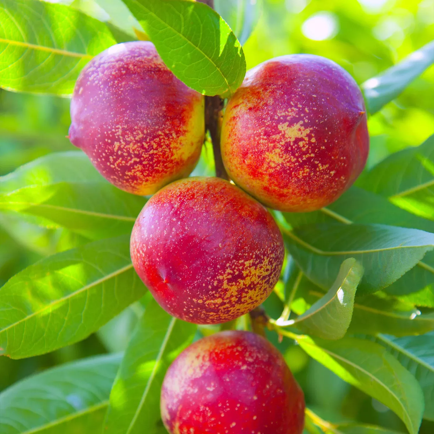 Durbin Nectarine Tree
