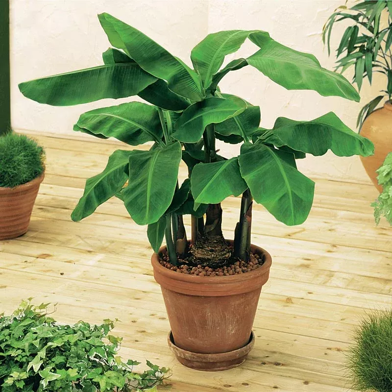 Dwarf Banana - 6” plant