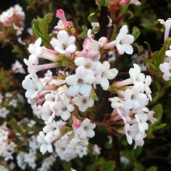 Dwarf Fragrant Viburnum